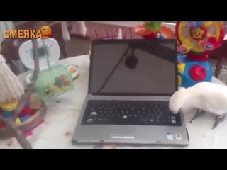 Приколы июнь 2016 №84