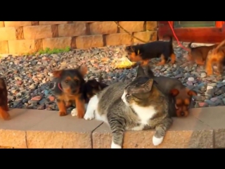 Прикольные коты