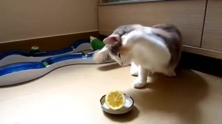 Коты и собаки против лимона