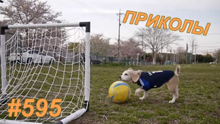 Приколы ноябрь 2019 №595