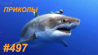 Приколы август 2019 №497